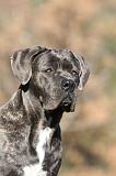 CANE CORSO 988